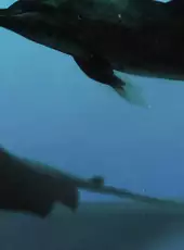 Aquanaut's Holiday