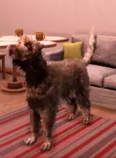 Animal Shelter 2: Hunting Dogs Pack