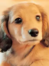 Nintendogs: Dachshund & Friends