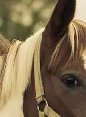 Rider's World: I Want to Ride!