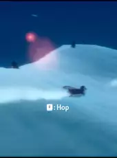 Penguin Colony