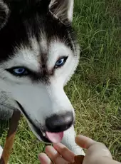 Animal Trainer Simulator