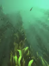 Deep Diving Simulator