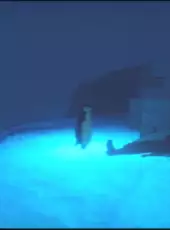 Penguin Colony