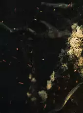 Heart of the Forest