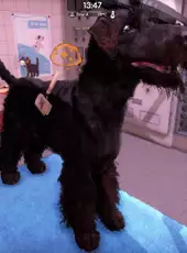 Animal Shelter 2: Hunting Dogs Pack