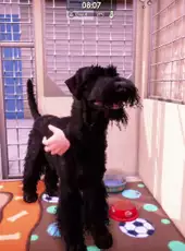 Animal Shelter 2: Hunting Dogs Pack