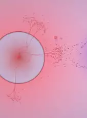 Eufloria