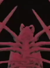 Spider Mall!