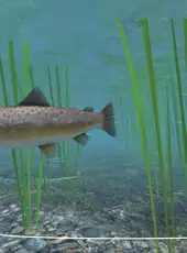 Reel Fishing: Days of Summer