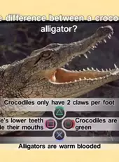 Nat Geo Challenge! Wild Life