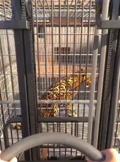 Zoo Simulator