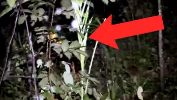 Kick streamer stalked by a Tiger during a live in Thailand 🇹🇭🐯 - Gaming Clips Rewind S1E6