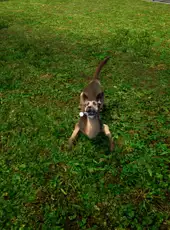 Animal Shelter Simulator