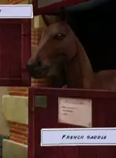 Horse Life Adventures