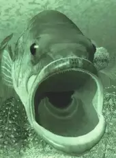 Reel Fishing
