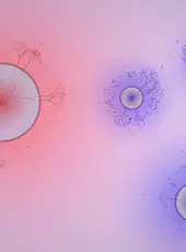 Eufloria