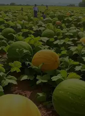 The Jumping Melon Rush 2